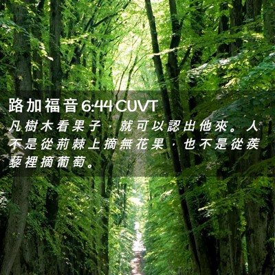 Picture 02 - 路 加 福 音 6:44 CUVT - 凡 樹 木 看 果 子 ， 就 可 以 認 出 - Bible Verse Picture