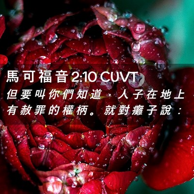 Picture 02 - 馬 可 福 音 2:10 CUVT - 但 要 叫 你 們 知 道 ， 人 子 在 地 - Bible Verse Picture