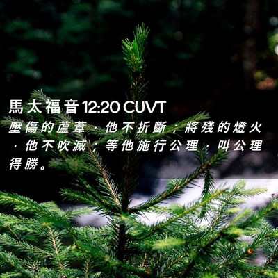 Picture 02 - 馬 太 福 音 12:20 CUVT - 壓 傷 的 蘆 葦 ， 他 不 折 斷 ； 將 - Bible Verse Picture