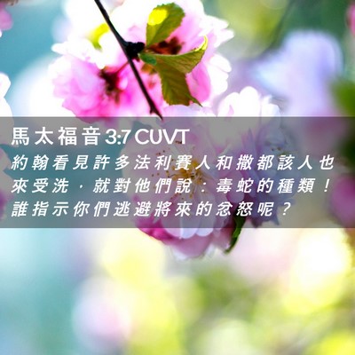 Picture 02 - 馬 太 福 音 3:7 CUVT - 約 翰 看 見 許 多 法 利 賽 人 和 撒 - Bible Verse Picture