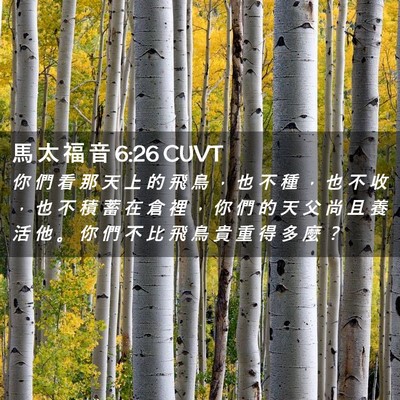 Picture 02 - 馬 太 福 音 6:26 CUVT - 你 們 看 那 天 上 的 飛 鳥 ， 也 不 - Bible Verse Picture