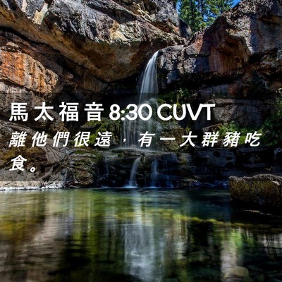 Picture 02 - 馬 太 福 音 8:30 CUVT - 離 他 們 很 遠 ， 有 一 大 群 豬 吃 - Bible Verse Picture