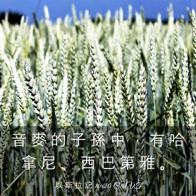 Picture 03 - 以 斯 拉 記 10:20 CUVT - 音 麥 的 子 孫 中 ， 有 哈 拿 尼 、 - Bible Verse Picture