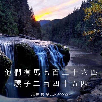 Picture 03 - 以 斯 拉 記 2:66 CUVT - 他 們 有 馬 七 百 三 十 六 匹 ， 騾 - Bible Verse Picture