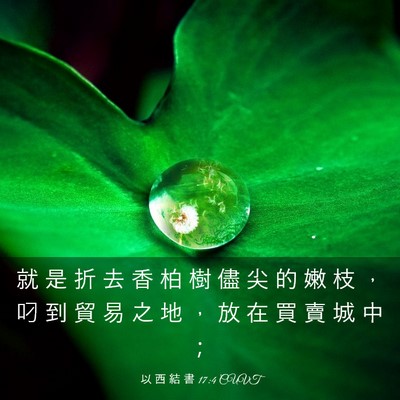 Picture 03 - 以 西 結 書 17:4 CUVT - 就 是 折 去 香 柏 樹 儘 尖 的 嫩 枝 - Bible Verse Picture
