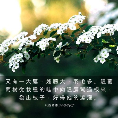 Picture 03 - 以 西 結 書 17:7 CUVT - 又 有 一 大 鷹 ， 翅 膀 大 ， 羽 毛 - Bible Verse Picture