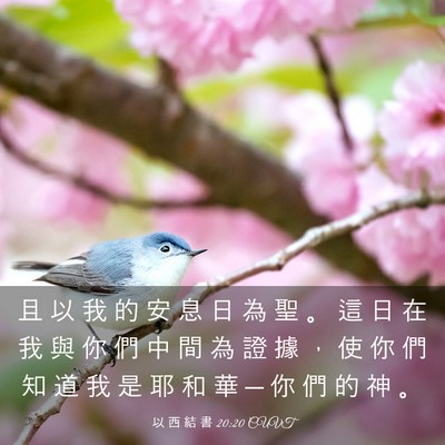 Picture 03 - 以 西 結 書 20:20 CUVT - 且 以 我 的 安 息 日 為 聖 。 這 日 - Bible Verse Picture