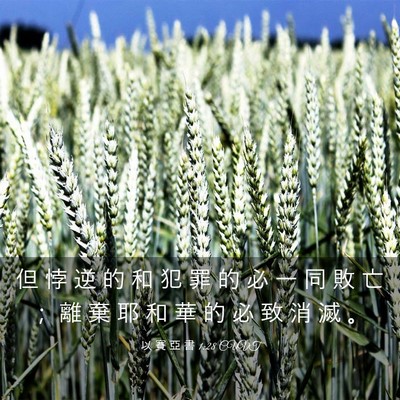 Picture 03 - 以 賽 亞 書 1:28 CUVT - 但 悖 逆 的 和 犯 罪 的 必 一 同 敗 - Bible Verse Picture