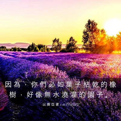 Picture 03 - 以 賽 亞 書 1:30 CUVT - 因 為 ， 你 們 必 如 葉 子 枯 乾 的 - Bible Verse Picture