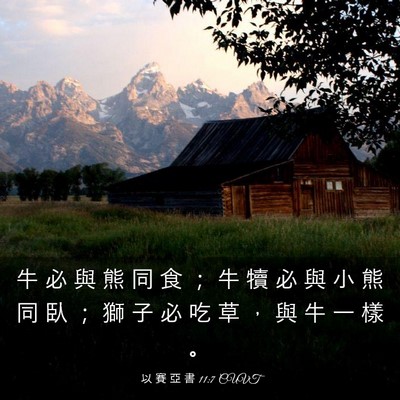 Picture 03 - 以 賽 亞 書 11:7 CUVT - 牛 必 與 熊 同 食 ； 牛 犢 必 與 小 - Bible Verse Picture