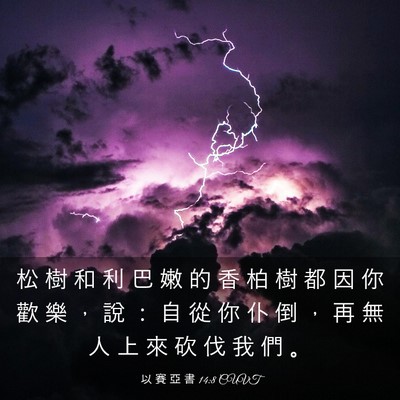 Picture 03 - 以 賽 亞 書 14:8 CUVT - 松 樹 和 利 巴 嫩 的 香 柏 樹 都 因 - Bible Verse Picture