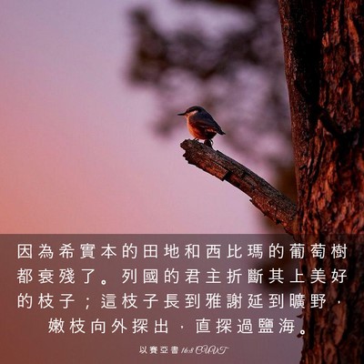 Picture 03 - 以 賽 亞 書 16:8 CUVT - 因 為 希 實 本 的 田 地 和 西 比 瑪 - Bible Verse Picture