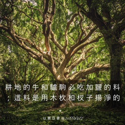 Picture 03 - 以 賽 亞 書 30:24 CUVT - 耕 地 的 牛 和 驢 駒 必 吃 加 鹽 的 - Bible Verse Picture