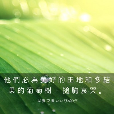 Picture 03 - 以 賽 亞 書 32:12 CUVT - 他 們 必 為 美 好 的 田 地 和 多 結 - Bible Verse Picture