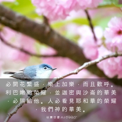 Picture 03 - 以 賽 亞 書 35:2 CUVT - 必 開 花 繁 盛 ， 樂 上 加 樂 ， 而 - Bible Verse Picture