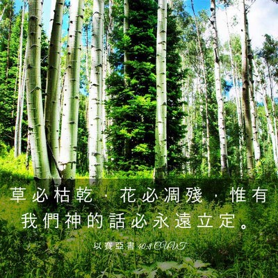 Picture 03 - 以 賽 亞 書 40:8 CUVT - 草 必 枯 乾 ， 花 必 凋 殘 ， 惟 有 - Bible Verse Picture