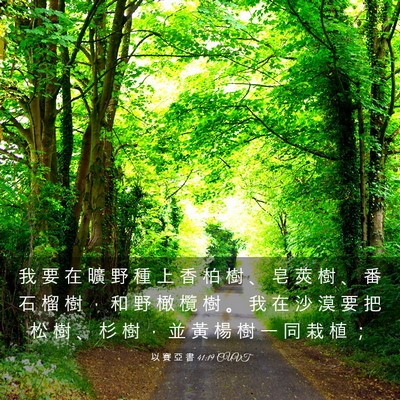 Picture 03 - 以 賽 亞 書 41:19 CUVT - 我 要 在 曠 野 種 上 香 柏 樹 、 皂 - Bible Verse Picture