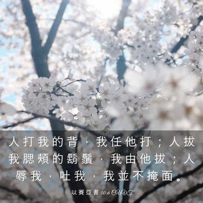 Picture 03 - 以 賽 亞 書 50:6 CUVT - 人 打 我 的 背 ， 我 任 他 打 ； 人 - Bible Verse Picture