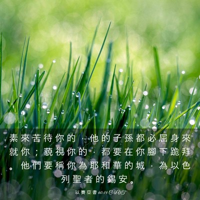 Picture 03 - 以 賽 亞 書 60:14 CUVT - 素 來 苦 待 你 的 ， 他 的 子 孫 都 - Bible Verse Picture