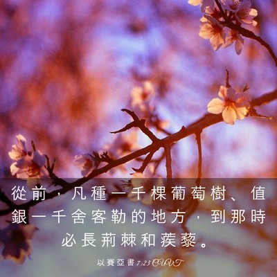 Picture 03 - 以 賽 亞 書 7:23 CUVT - 從 前 ， 凡 種 一 千 棵 葡 萄 樹 、 - Bible Verse Picture