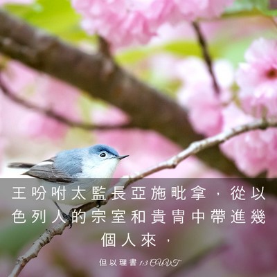 Picture 03 - 但 以 理 書 1:3 CUVT - 王 吩 咐 太 監 長 亞 施 毗 拿 ， 從 - Bible Verse Picture