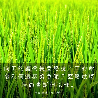 Picture 03 - 但 以 理 書 2:15 CUVT - 向 王 的 護 衛 長 亞 略 說 ： 王 的 - Bible Verse Picture