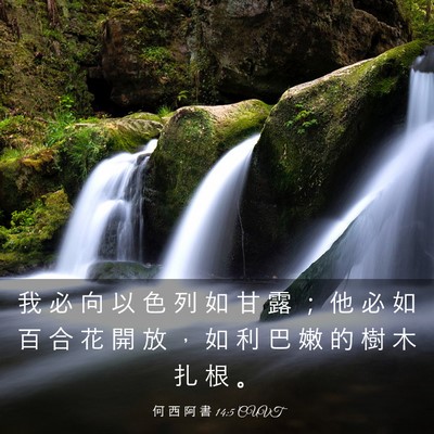 Picture 03 - 何 西 阿 書 14:5 CUVT - 我 必 向 以 色 列 如 甘 露 ； 他 必 - Bible Verse Picture
