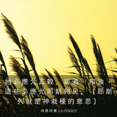 Picture 03 - 何 西 阿 書 2:22 CUVT - 地 必 應 允 五 穀 、 新 酒 ， 和 油 - Bible Verse Picture