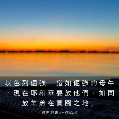 Picture 03 - 何 西 阿 書 4:16 CUVT - 以 色 列 倔 強 ， 猶 如 倔 強 的 母 - Bible Verse Picture