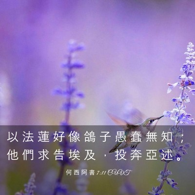 Picture 03 - 何 西 阿 書 7:11 CUVT - 以 法 蓮 好 像 鴿 子 愚 蠢 無 知 ； - Bible Verse Picture