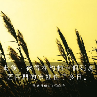 Picture 03 - 使 徒 行 傳 9:43 CUVT - 此 後 ， 彼 得 在 約 帕 一 個 硝 皮 - Bible Verse Picture