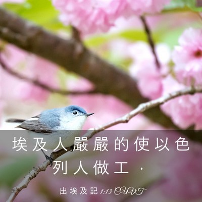 Picture 03 - 出 埃 及 記 1:13 CUVT - 埃 及 人 嚴 嚴 的 使 以 色 列 人 做 - Bible Verse Picture