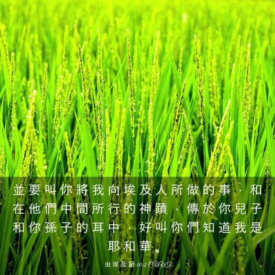 Picture 03 - 出 埃 及 記 10:2 CUVT - 並 要 叫 你 將 我 向 埃 及 人 所 做 - Bible Verse Picture