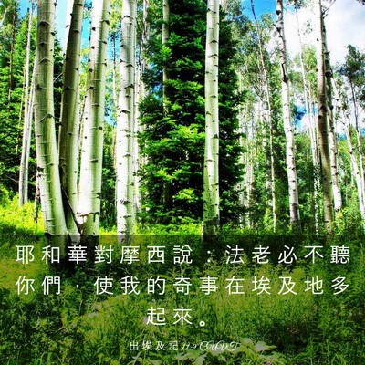 Picture 03 - 出 埃 及 記 11:9 CUVT - 耶 和 華 對 摩 西 說 ： 法 老 必 不 - Bible Verse Picture