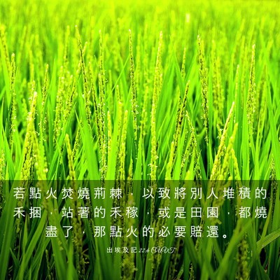 Picture 03 - 出 埃 及 記 22:6 CUVT - 若 點 火 焚 燒 荊 棘 ， 以 致 將 別 - Bible Verse Picture