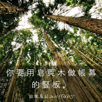 Picture 03 - 出 埃 及 記 26:15 CUVT - 你 要 用 皂 莢 木 做 帳 幕 的 豎 板 - Bible Verse Picture