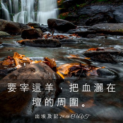 Picture 03 - 出 埃 及 記 29:16 CUVT - 要 宰 這 羊 ， 把 血 灑 在 壇 的 周 - Bible Verse Picture