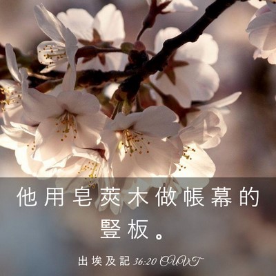 Picture 03 - 出 埃 及 記 36:20 CUVT - 他 用 皂 莢 木 做 帳 幕 的 豎 板 - Bible Verse Picture