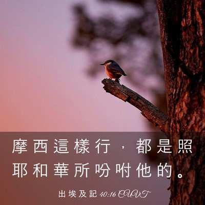 Picture 03 - 出 埃 及 記 40:16 CUVT - 摩 西 這 樣 行 ， 都 是 照 耶 和 華 - Bible Verse Picture