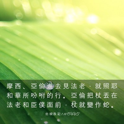 Picture 03 - 出 埃 及 記 7:10 CUVT - 摩 西 、 亞 倫 進 去 見 法 老 ， 就 - Bible Verse Picture
