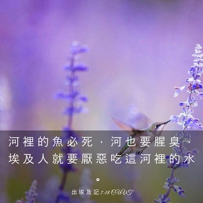 Picture 03 - 出 埃 及 記 7:18 CUVT - 河 裡 的 魚 必 死 ， 河 也 要 腥 臭 - Bible Verse Picture
