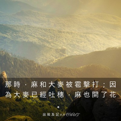 Picture 03 - 出 埃 及 記 9:31 CUVT - 那 時 ， 麻 和 大 麥 被 雹 擊 打 ； - Bible Verse Picture