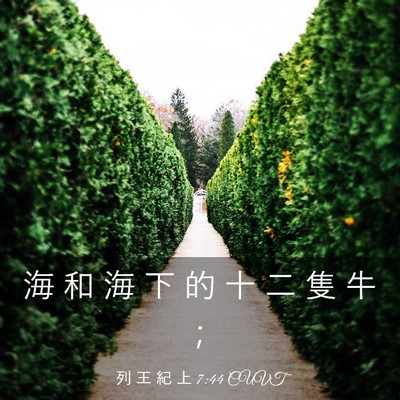 Picture 03 - 列 王 紀 上 7:44 CUVT - 海 和 海 下 的 十 二 隻 牛 - Bible Verse Picture