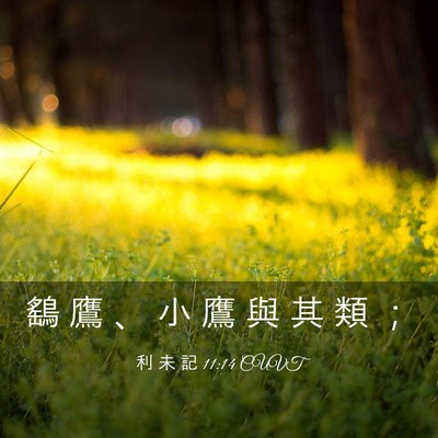 Picture 03 - 利 未 記 11:14 CUVT - 鷂 鷹 、 小 鷹 與 其 類 - Bible Verse Picture