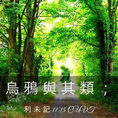 Picture 03 - 利 未 記 11:15 CUVT - 烏 鴉 與 其 類 - Bible Verse Picture
