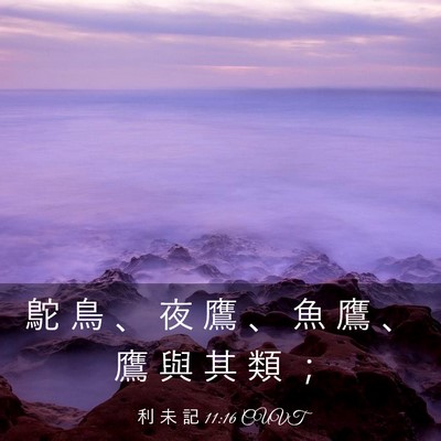 Picture 03 - 利 未 記 11:16 CUVT - 鴕 鳥 、 夜 鷹 、 魚 鷹 、 鷹 與 其 - Bible Verse Picture
