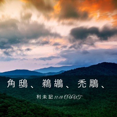 Picture 03 - 利 未 記 11:18 CUVT - 角 鴟 、 鵜 鶘 、 禿 鵰 - Bible Verse Picture