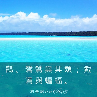 Picture 03 - 利 未 記 11:19 CUVT - 鸛 、 鷺 鷥 與 其 類 ； 戴 鵀 與 蝙 - Bible Verse Picture