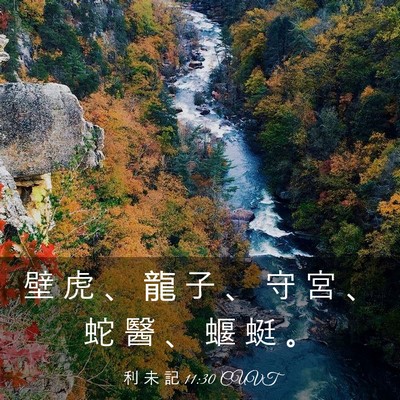 Picture 03 - 利 未 記 11:30 CUVT - 壁 虎 、 龍 子 、 守 宮 、 蛇 醫 、 - Bible Verse Picture
