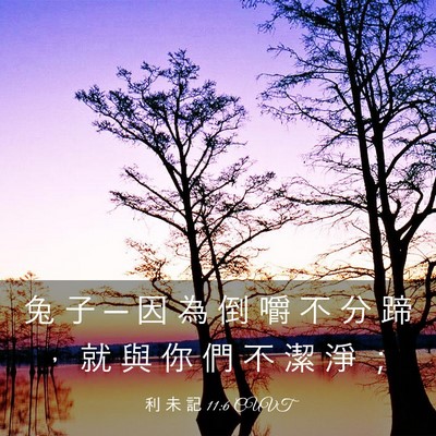 Picture 03 - 利 未 記 11:6 CUVT - 兔 子 ─ 因 為 倒 嚼 不 分 蹄 ， 就 - Bible Verse Picture